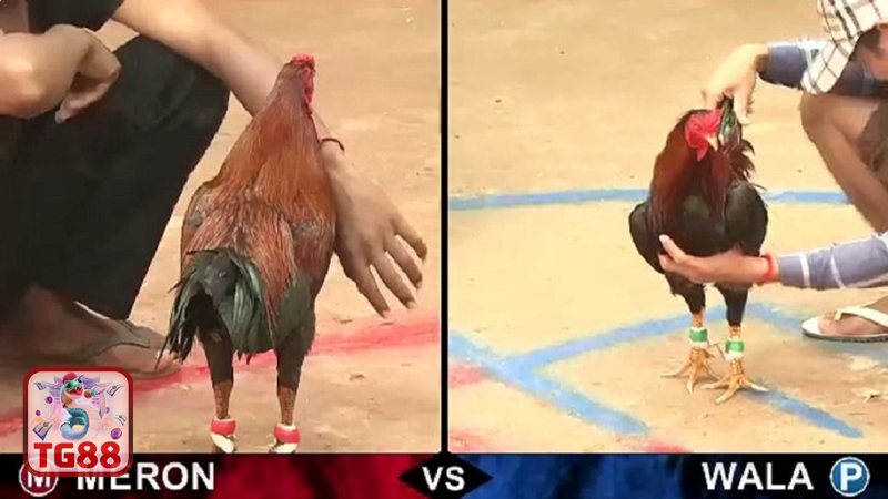 Đá Gà WS168 - Chất lượng phát sóng sắc nét, hạn chế giật lag Đá Gà WS168 - Chất lượng phát sóng sắc nét, hạn chế giật lag