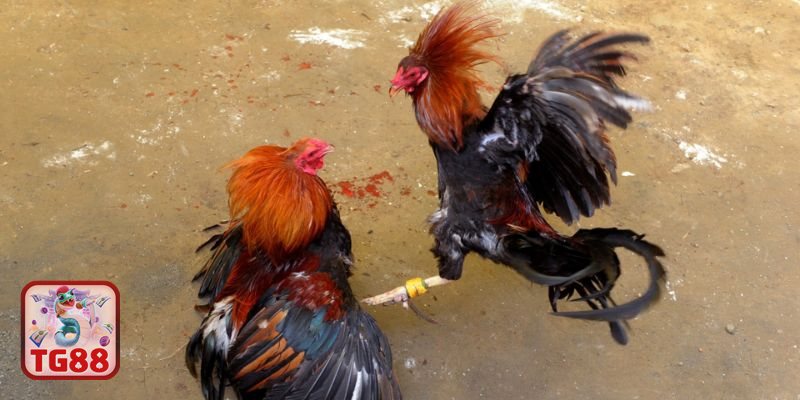 Đá gà TG88 - Minh bạch trận đấu và tiêu chuẩn theo dõi Đá gà TG88 - Minh bạch trận đấu và tiêu chuẩn theo dõi