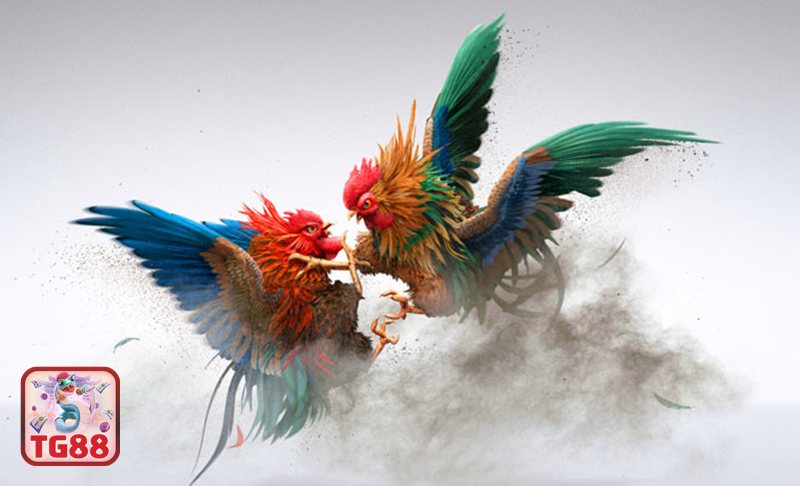 Đá gà TG88 - Đá gà TG88 phổ biến gồm những thể loại nào? Đá gà TG88 - Đá gà TG88 phổ biến gồm những thể loại nào?