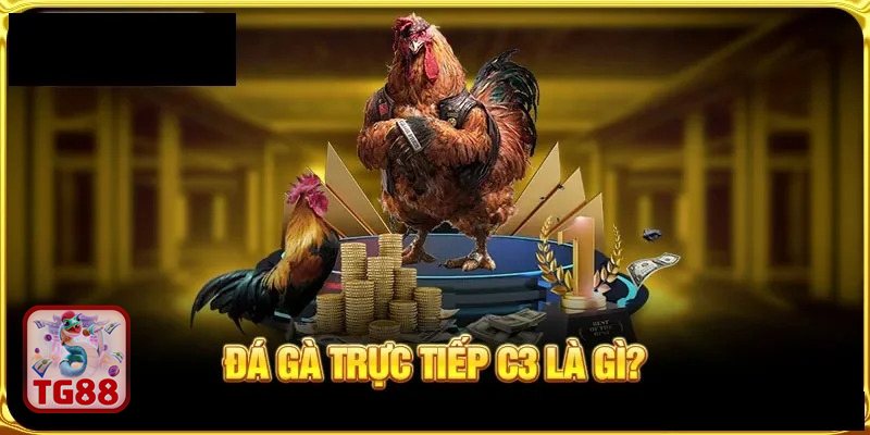 Đá gà TG88 - Philippines: kỹ thuật đa dạng, biến hóa góc đánh Đá gà TG88 - Philippines: kỹ thuật đa dạng, biến hóa góc đánh